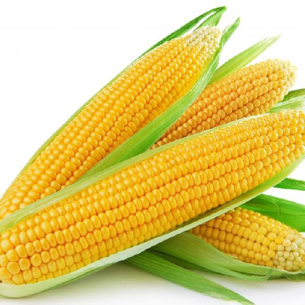 Common yellow corn, Style : Fresh