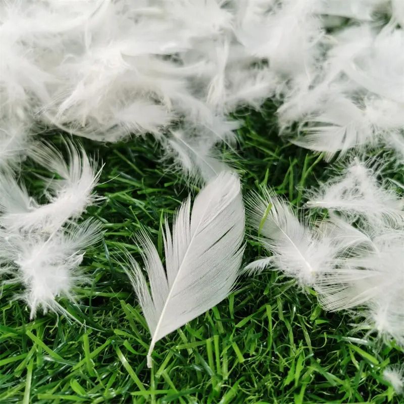 White Duck Feather