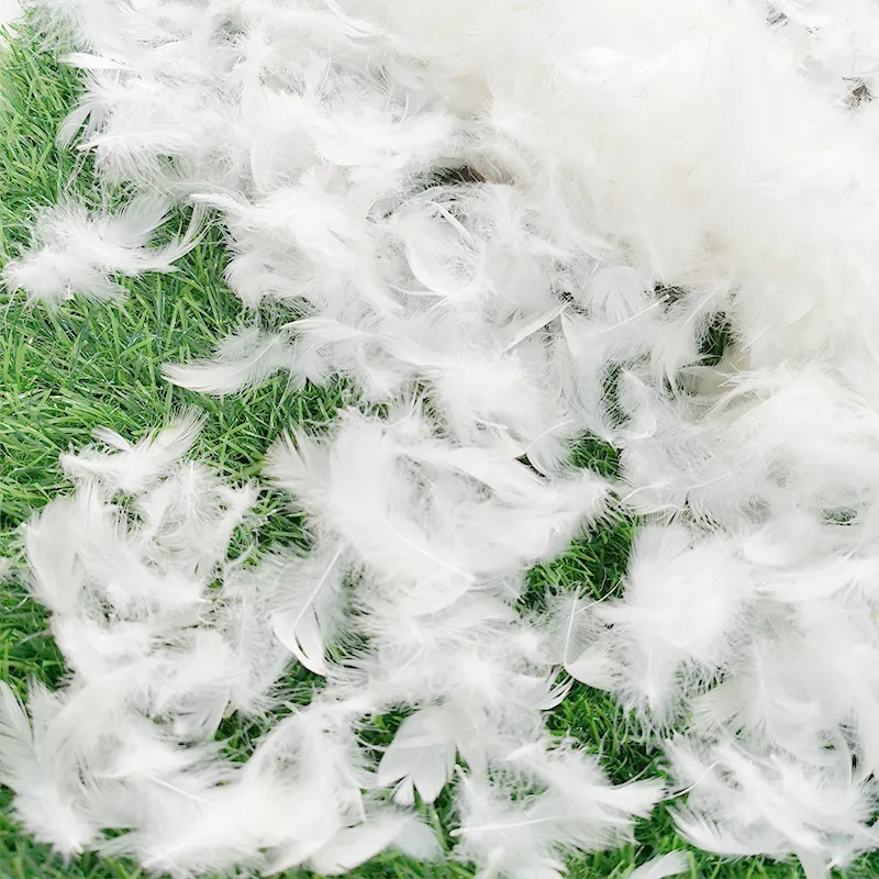 White Duck Feather