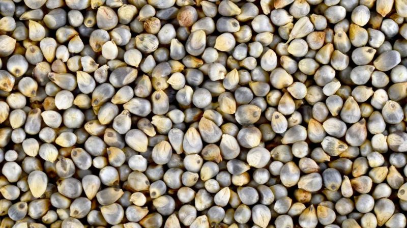 Fine Processed Natural Millet Seed, For Cooking, Cattle Feed, Style : Dried
