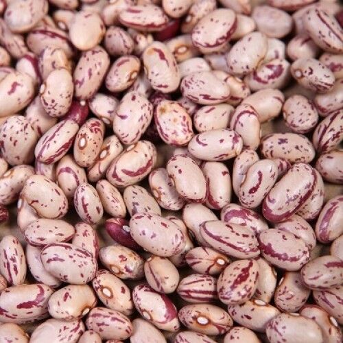 Oval Organic Speckled Kidney Beans, for Cooking, Color : Light Brown