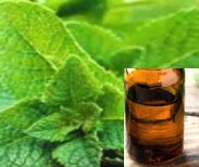 Peppermint oil, for Fever, Infections, Stomach Issue, Feature : Good Quality, Mental Fatigue, Purity