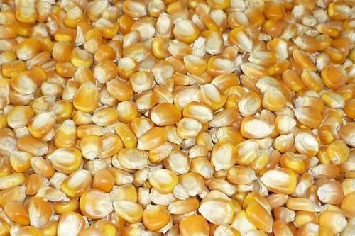 Organic Corn Seeds, Packaging Type : Plastic Pouch