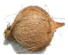 Tufted Coconut