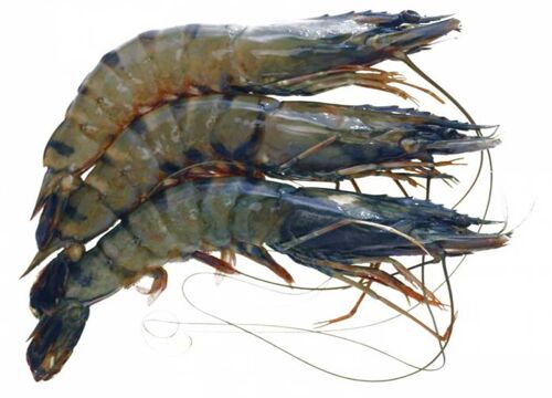 Black tiger prawn