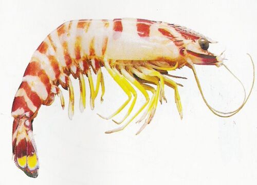 flower prawn