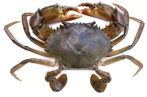 mud crab