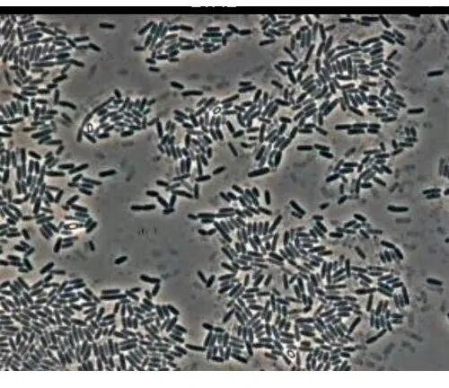 Bacillus Licheniformis, Form : Powder