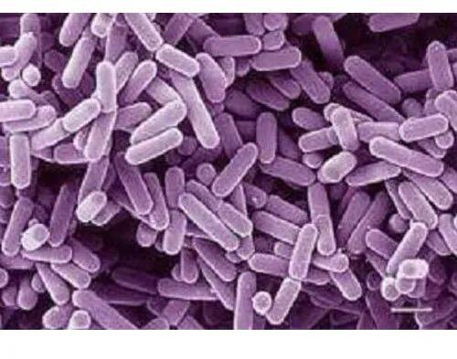Bifidobacterium Bifidum, For Animal Probiotic, Packaging Size : 25 Kg
