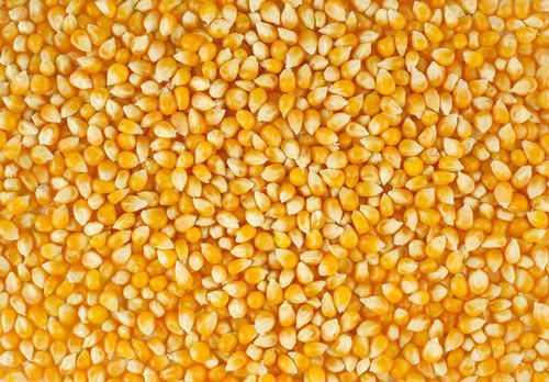 Common Yellow Corn, For Animal Feed, Flour, Cattle Feed, Packaging Type : Pp Bag