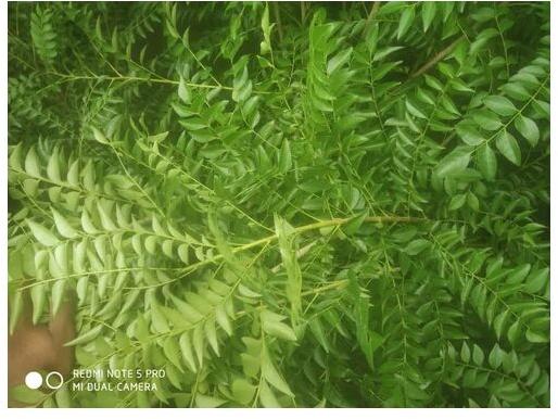 Green Fresh Curry Leaves, For Medicinal Uses, Packaging Type : Loose