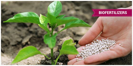Bio Fertilizer, for Agriculture, Purity : 100%