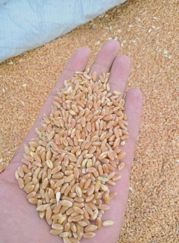 Organic Golden Wheat Grain, for Making Bread, Cooking, Bakery Products, Flour, Packaging Type : Jute Bag