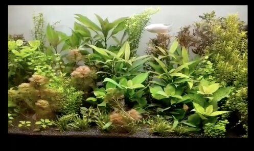 Plant Fish Aquarium