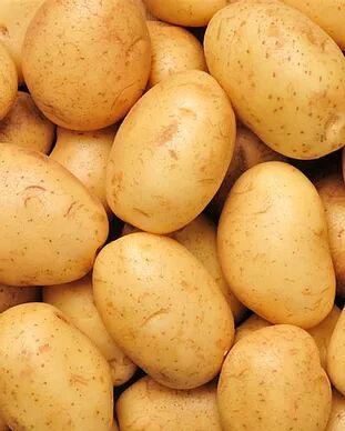 Organic fresh potato, Feature : Early Maturing, Floury Texture