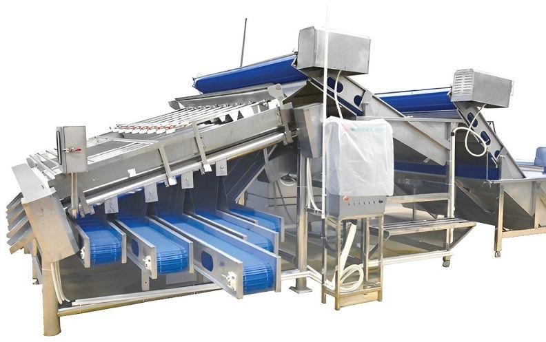 Silver Stainless Steel Shrimp Grading Machine