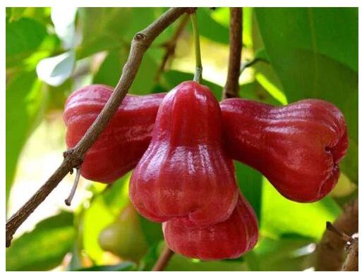 Rose Apple Fruit, Variety Of Apple Available : Imported