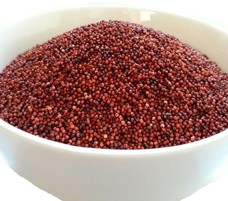 Natural Ragi Millet, for Cooking, Style Dried at Rs 75 / Kilogram in Bhopal HARITIMA FOOD