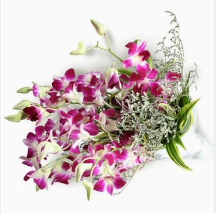 Organic Orchid Flowers, for Decorative, Garlands, Vase Displays, Wreaths, Style : Fresh