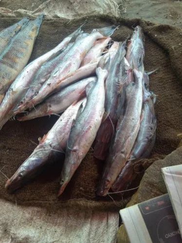 Fresh Katarna Fish, for Household, Restaurants, Packaging Type : Vacuum Pack