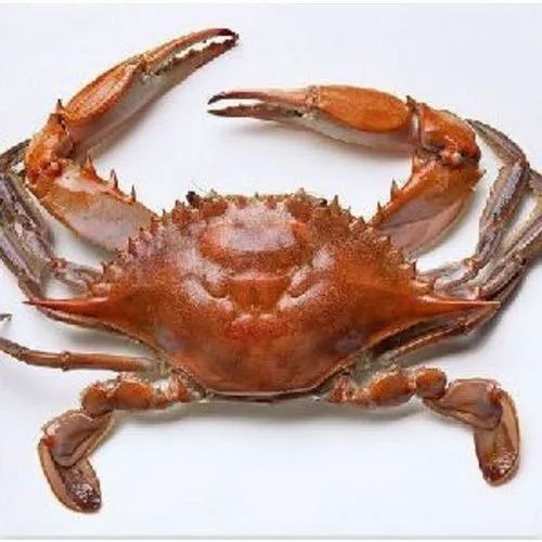 Fresh Live Crabs, for Restaurant, Grade : Food Grade