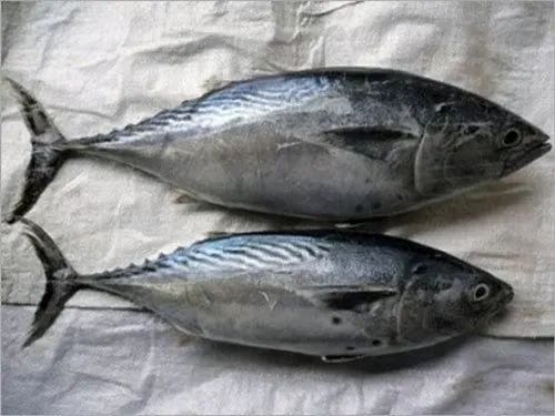 Fresh Tuna Fish, for Restaurants, Packaging Type : Vacuum Pack