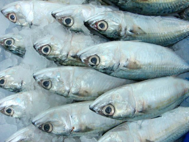 Frozen Indian Mackerel Fish, for Hotel, Restaurant, Packaging Type : Plastic Bags