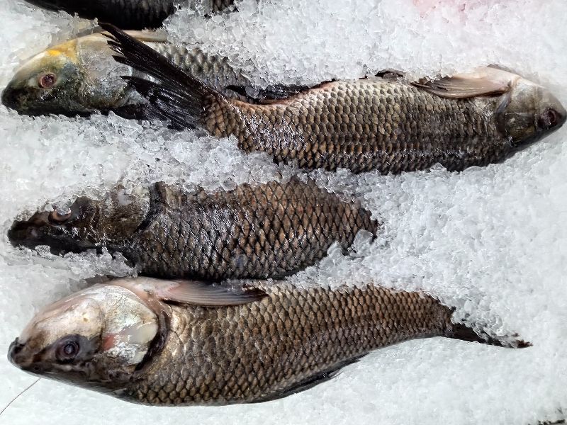 Frozen Rohu Fish, for Cooking, Certification : FSSAI Certified