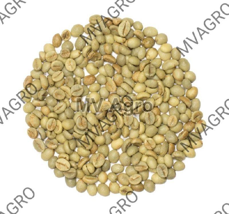 Robusta Cherry C Green Coffee Beans Unwashed Scr 14