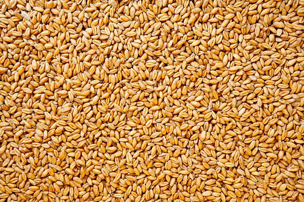 Wheat, Shelf Life : 1yrs