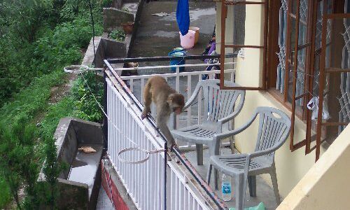 Monkey Balcony Deterrent Services