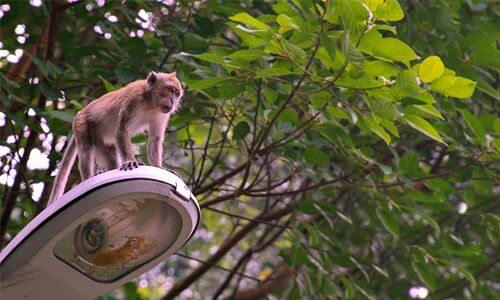 Monkey Street Light Deterrent Services