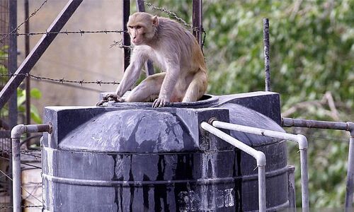 Monkey Water Tank Deterrent Services