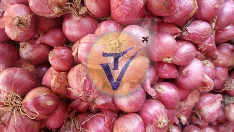 Organic Shallot onion, for Human Consumption, Packaging Type : Jute Bags