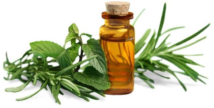 Tea Tree Essential Oil, for Cosmetics, Fragrancesfood Flavoring, Medicine, Natural Perfumery, Packaging Type : Bottle