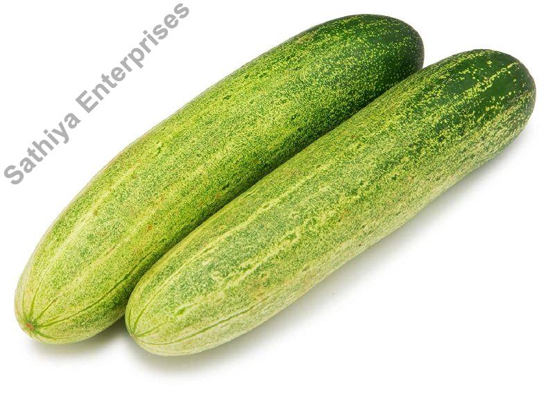 Fresh Cucumber