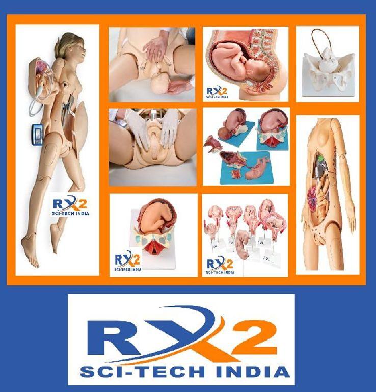 Polymerised Rubber Birth Demonstration Model, for Hospitals, Nursing Institutes, Medical college, Color : Skin colour