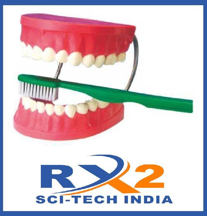 Matte Plastic Dental Care Model, for Clinical, Hospital, Laboratory, Packaging Type : Box