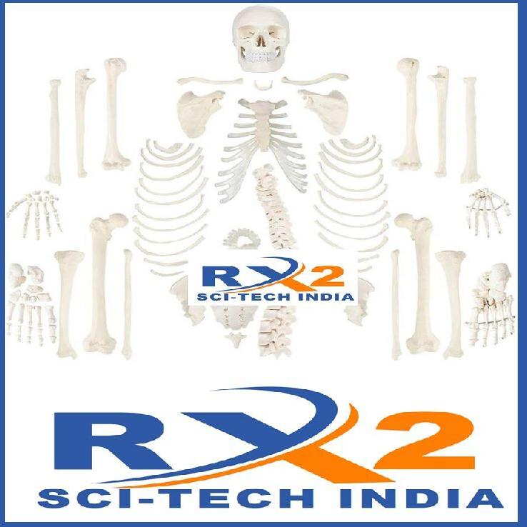 Well Finished Pvc Disarticulated Human Skeleton, for Educational Use, Medical students