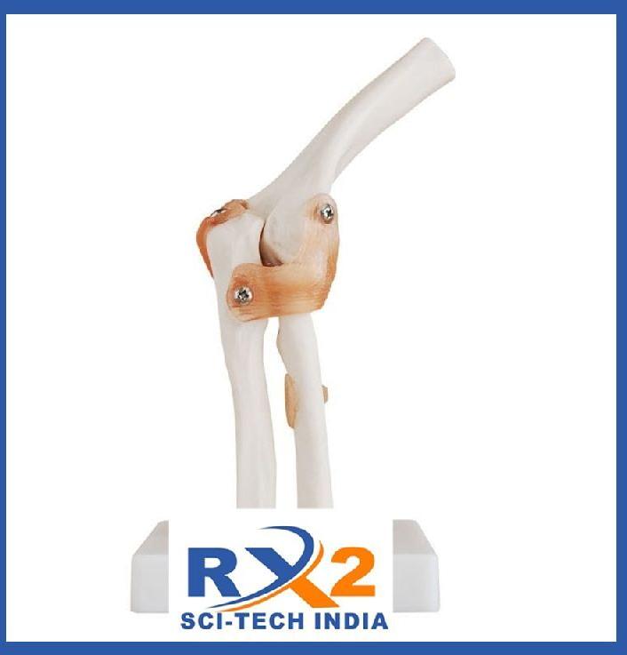 PVC Elbow Joint Model, for Medical Institute, Nursing Institute, School, Medical students, Feature : well Finished