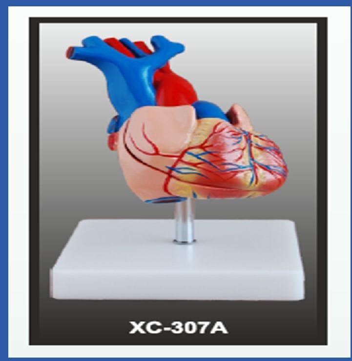 PVC Heart Model Life Size, for School, Science Laboratory, Medical Students, Packaging Type : Carton Box