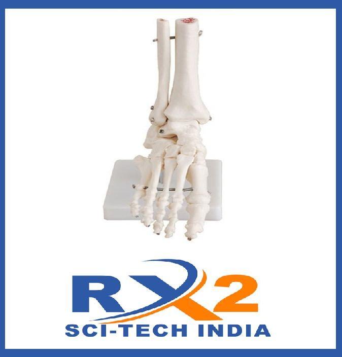 Human Foot Joint Model