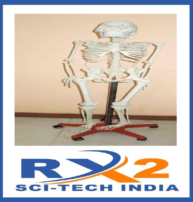 Metal Human Skeleton Stand, Feature : Dynamic designs, Light weight