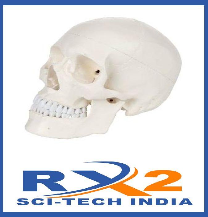 Polished Human Skull Model, for Educational Use, Color : White