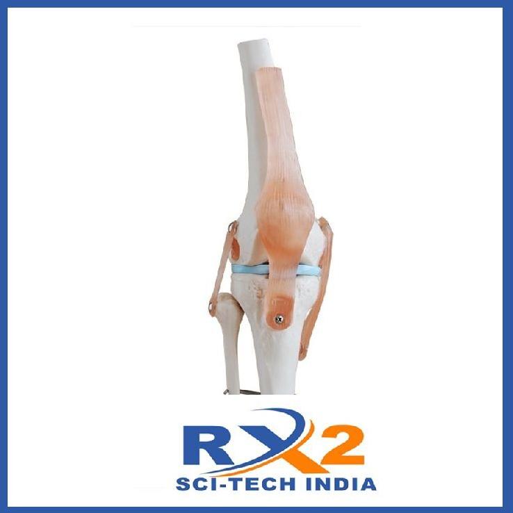 PVC Knee Joint Model, for Medical Institute, Nursing Institute, School, Medical students, Feature : well Finished