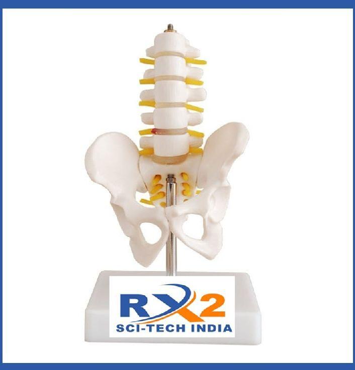 Pelvis with 5pcs Lumbar Vertebarae