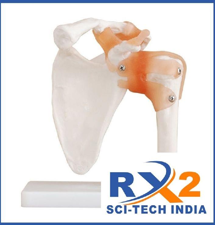 PVC Shoulder Joint Model, for Medical Institute, Nursing Institute, School, Medical students, Feature : well Finished