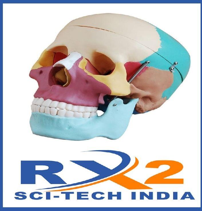Well Finished Pvc Skull Coloured Life Size, for Educational Use, Color : Natural