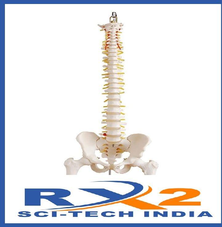 Vertebral Column with Pelvis and Femur Heads (Tall 85cm)