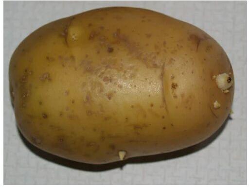 Organic Potato, State Of Origin : West Bengal
